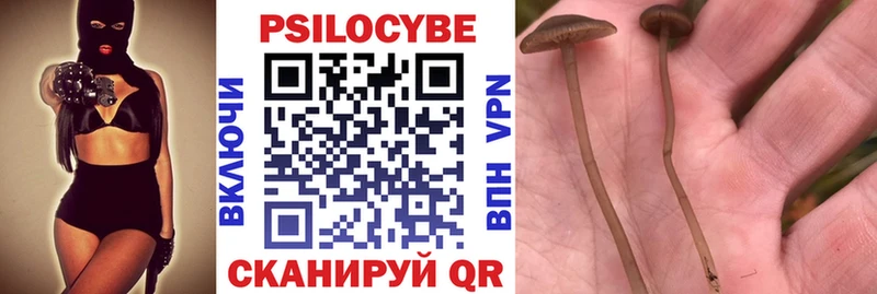 Купить закладки  Курчалой  Псилоцибиновые грибы Magic Shrooms 